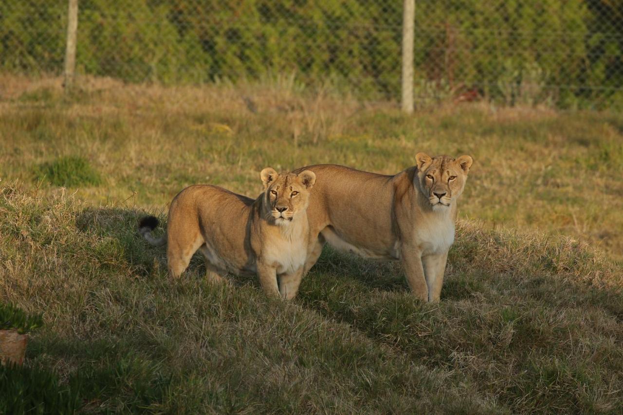 הוילה פורט אליזבת' Kragga Kamma Game Park מראה חיצוני תמונה