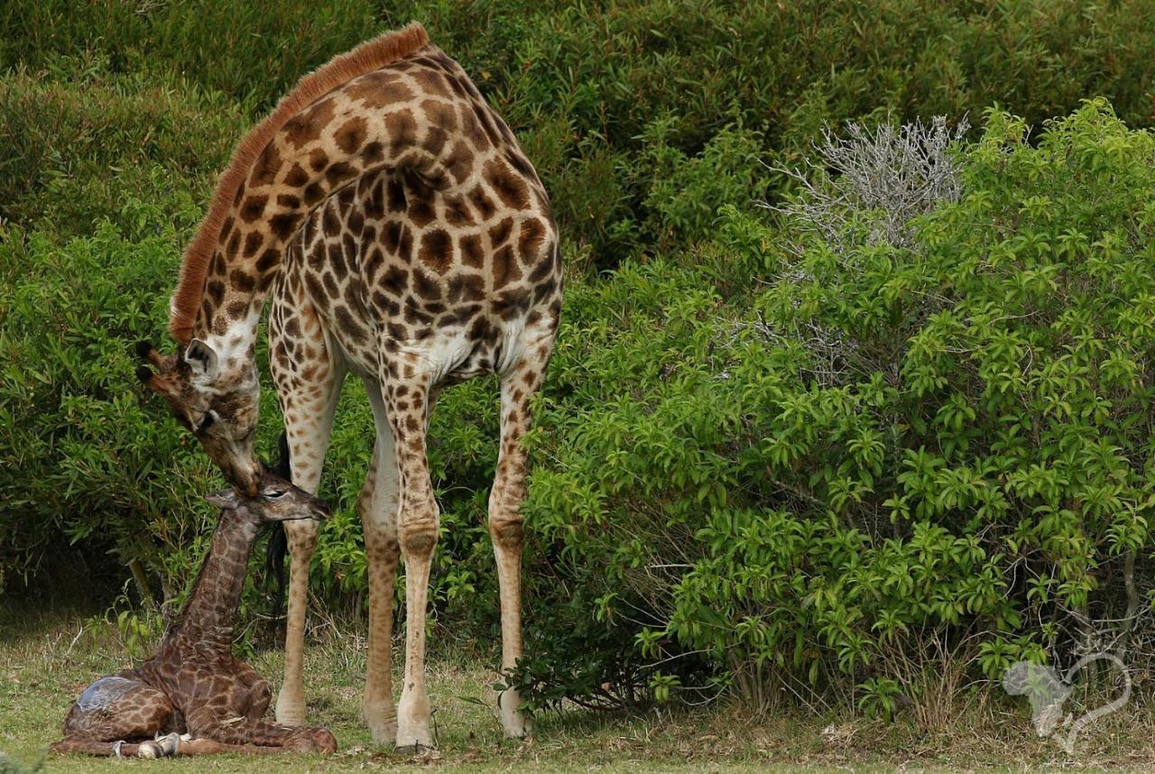 הוילה פורט אליזבת' Kragga Kamma Game Park מראה חיצוני תמונה