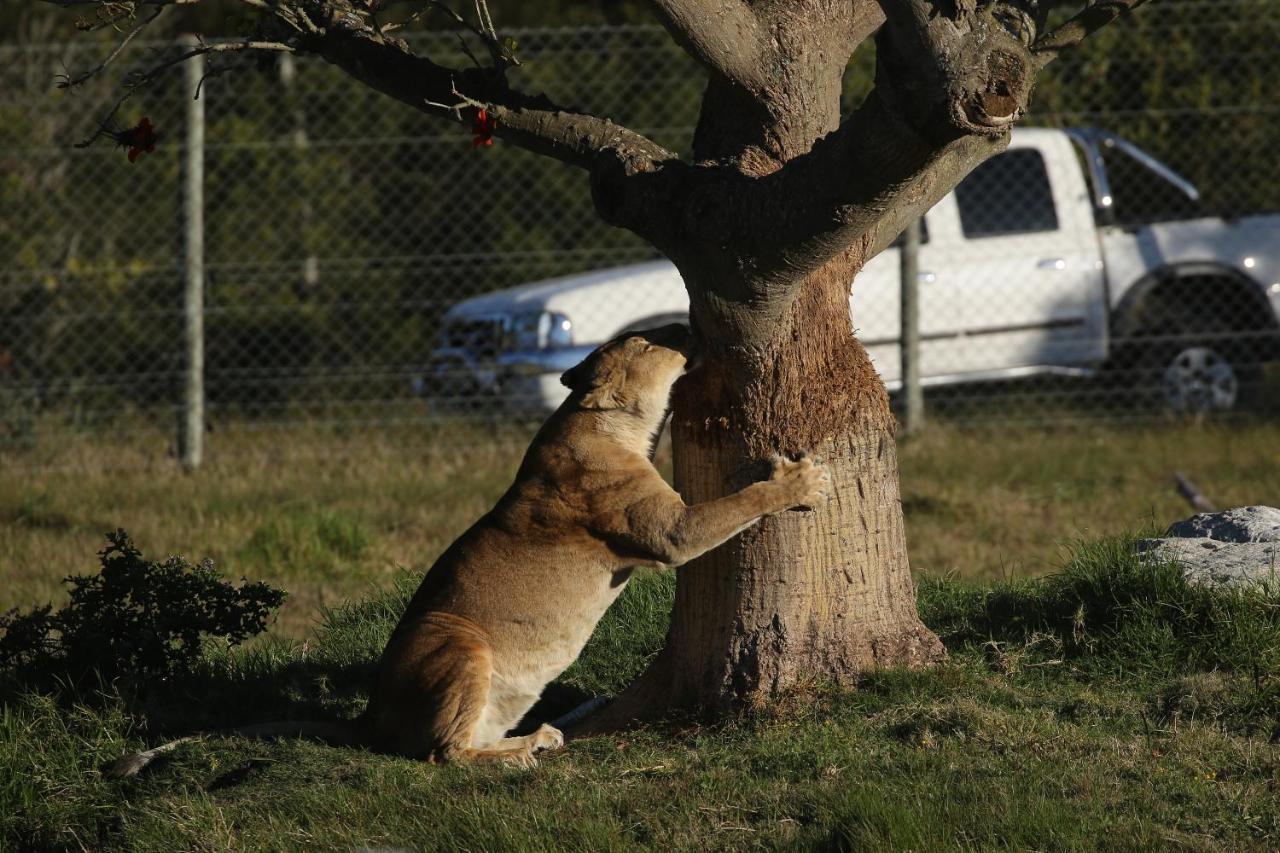 הוילה פורט אליזבת' Kragga Kamma Game Park מראה חיצוני תמונה