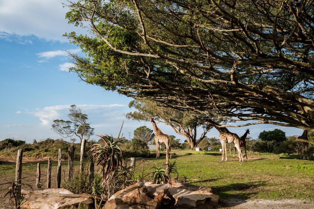 הוילה פורט אליזבת' Kragga Kamma Game Park מראה חיצוני תמונה